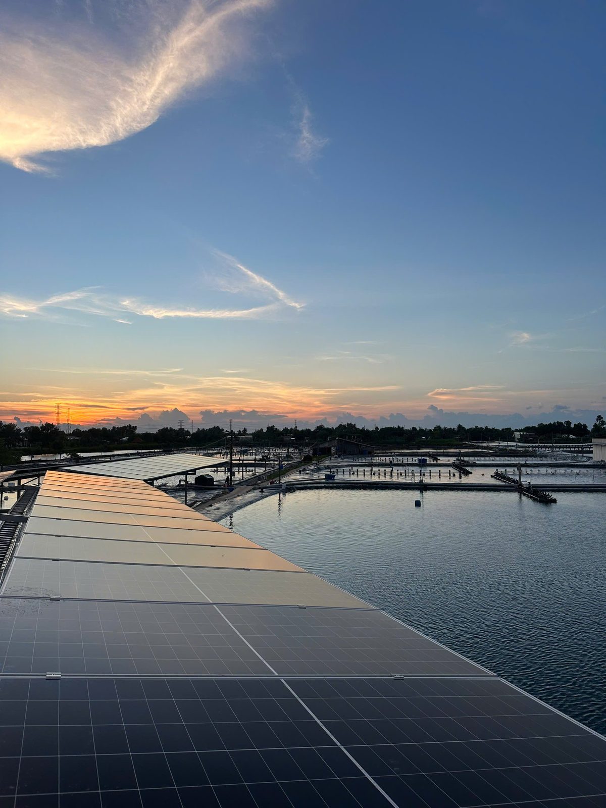 Dàn pin Solar4Shrimp lúc hoàng hôn trên lối đi của trại nuôi tại Tam Thuong, Cà Mau